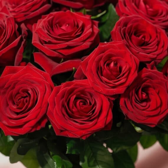 Primer plano extremo de un bouquet Giordana con 24 rosas rojas frescas, mostrando texturas hiperrealistas y sutiles gotas de