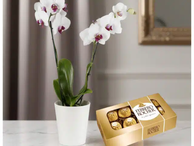 Orquídea ESTRELLA de doble vara con flores blancas y centro púrpura en maceta blanca, junto a una caja de chocolates Ferrero