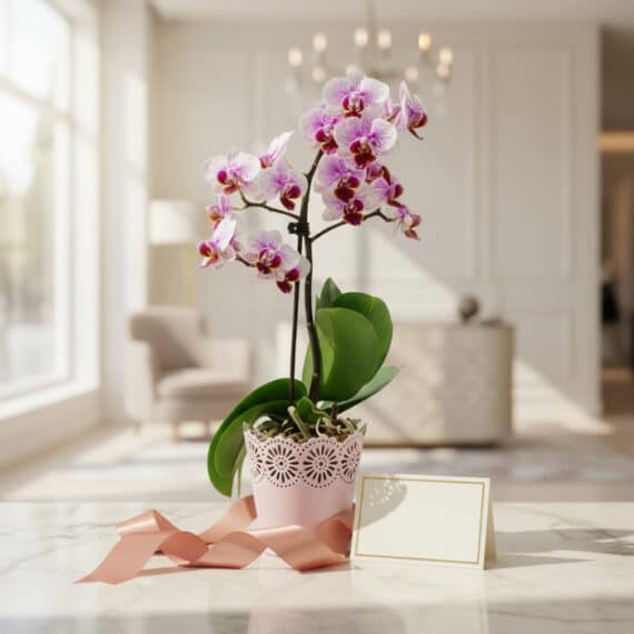 Orquídea Phalaenopsis Antonella en maceta rosa, con tarjeta de regalo y cinta de satén, sobre mármol en un lobby elegante.